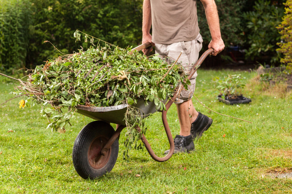 A man is carrying garden waste in a wheel barrow